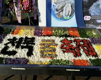 천북 굴 단지, 굴 축제_11