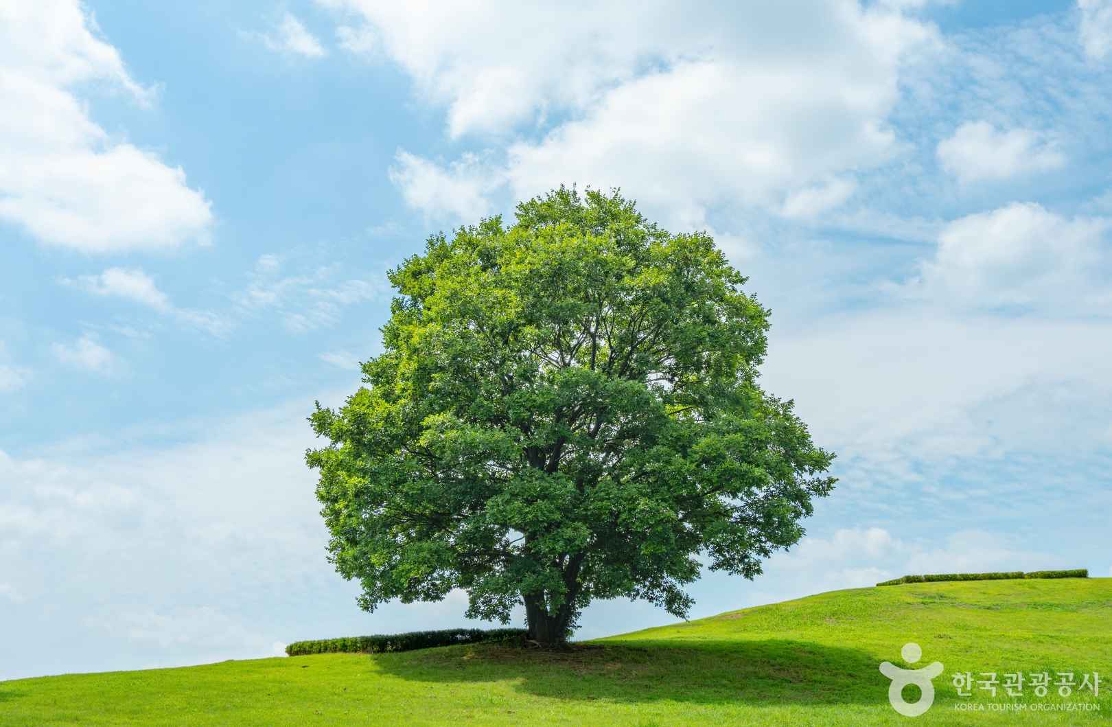 김해 대성동 고분군