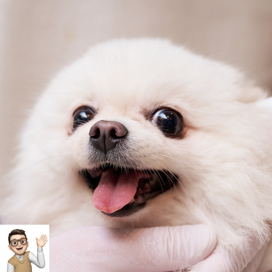 포메라니안