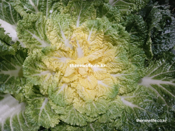 춘곤증 예방과 피로 해소에 탁월한 봄동 노란 속잎 실사진. 비타민C와 필수 아미노산이 풍부하여 젖산을 억제함
