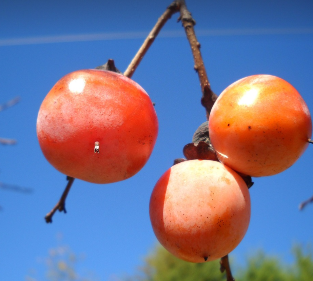 연시 감의 모습