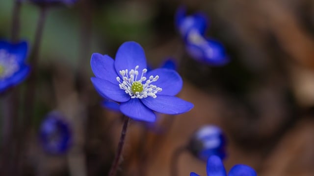 태안 튤립축제