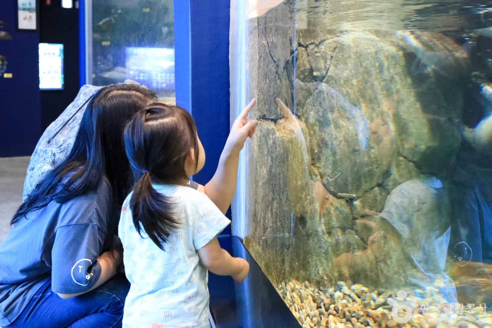 경포 아쿠아리움