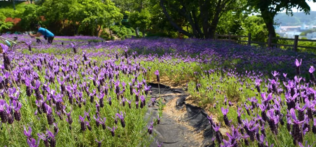 5월에 꼭 가봐야 할 적국 봄꽃 명소