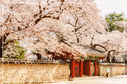 경복궁 벗꽃축제