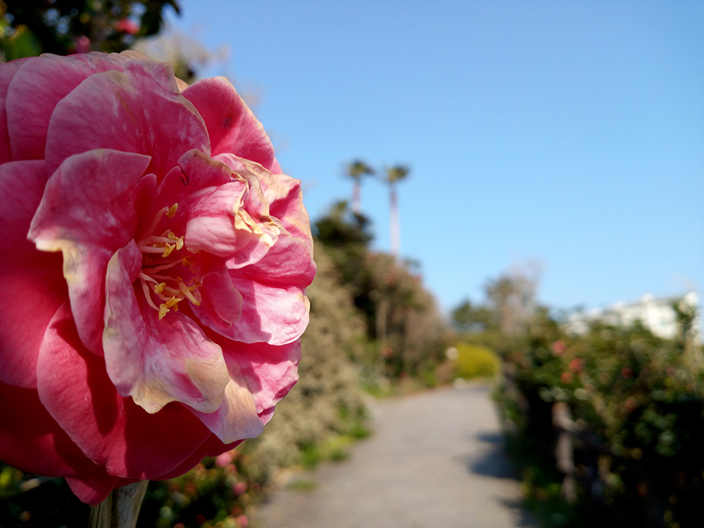 올레4코스&#44; 표선해변에서 남원올레까지