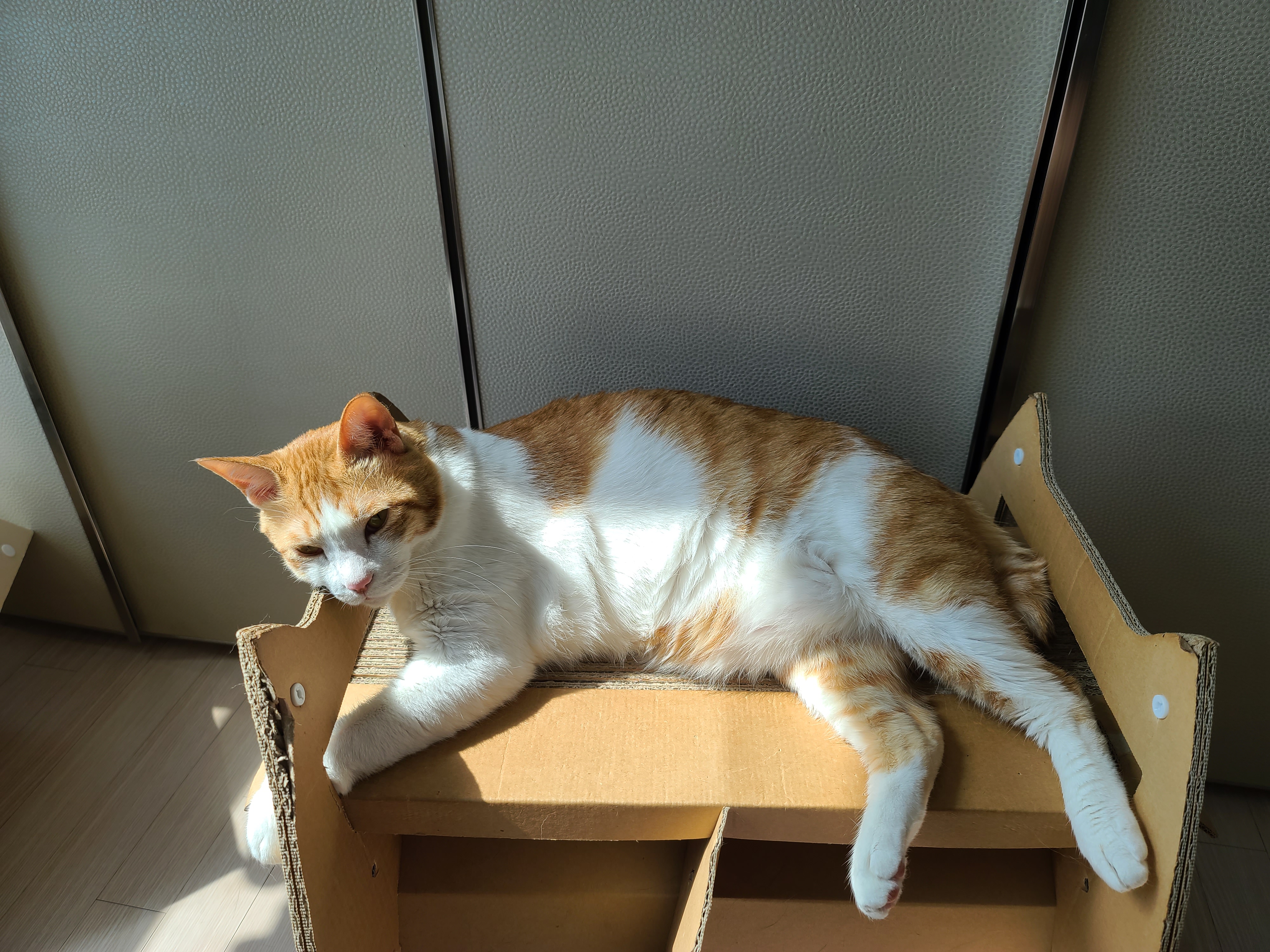 꼭 맞는 스크래쳐를 베고 자는 막둥이 삐용