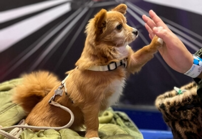 제주 반려동물 동반여행 구팔일 댕댕이 레이싱