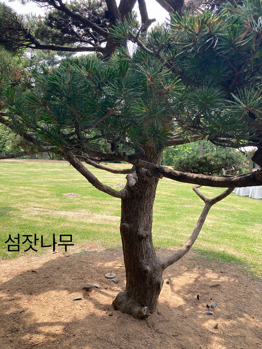 섬잣나무
