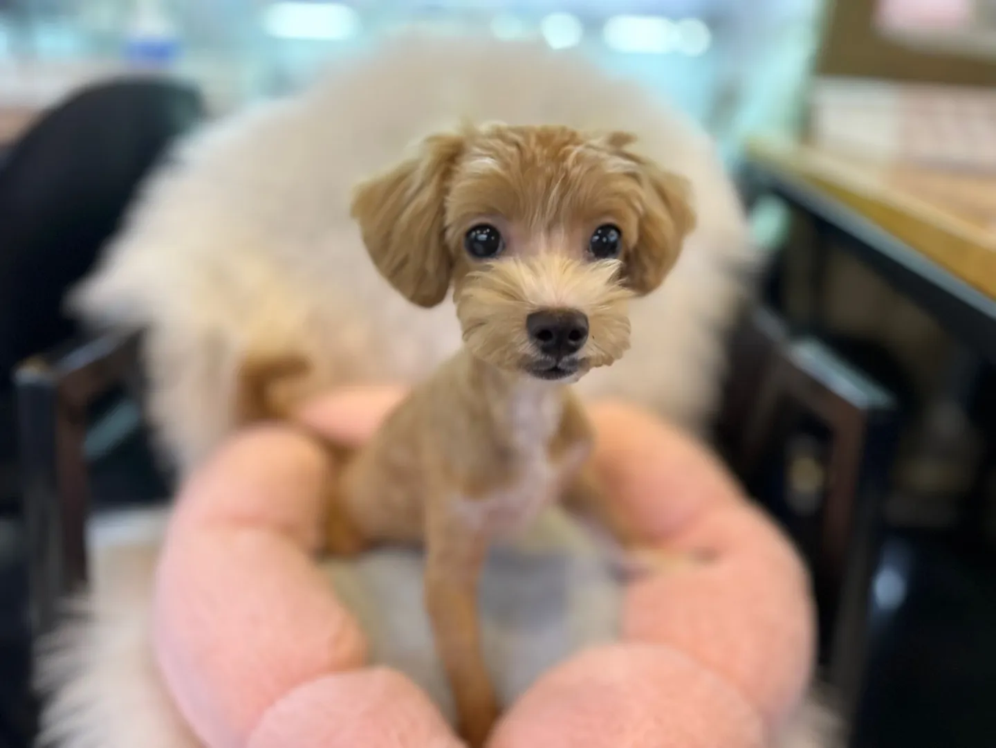 말티푸가격 2024년 솔직한 분양가 정보_2