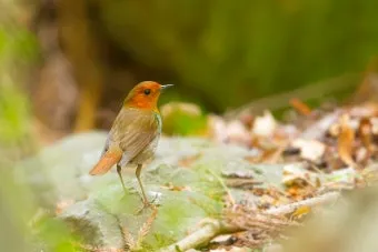 붉은가슴울새 영국 겨울 새 특징 매력 이미지_8