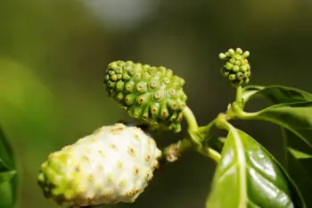 노니 효능 및 영양성분, 부작용과 주의점