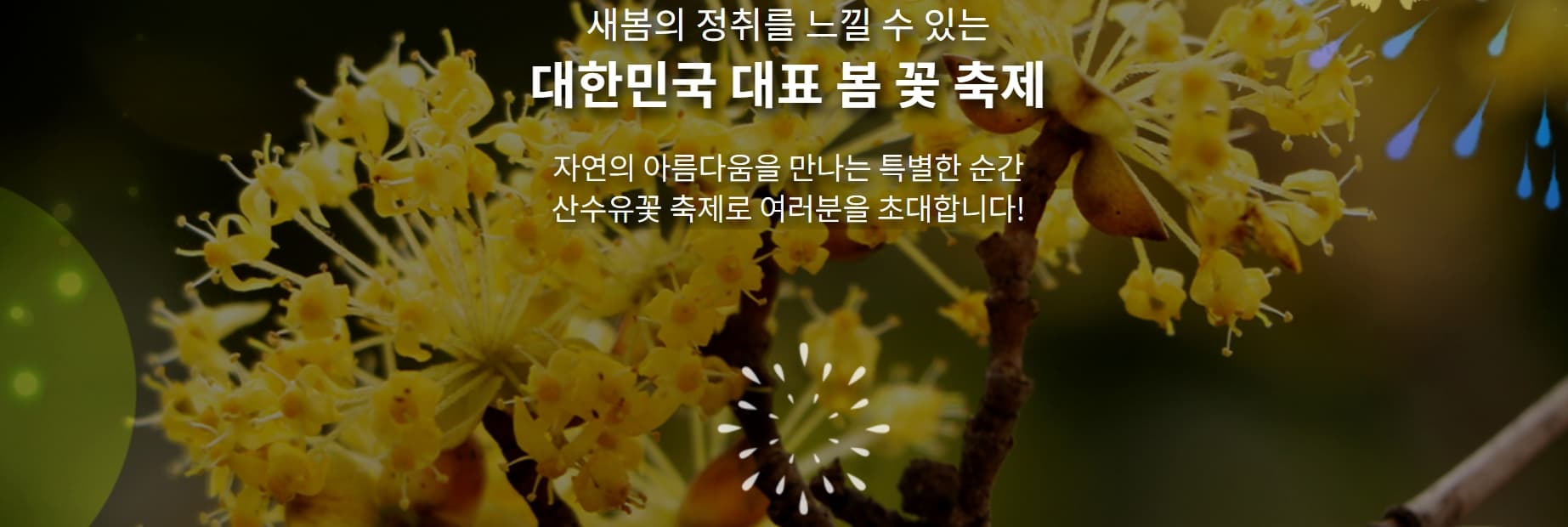 구례 산수유꽃축제 2025 ❘ 노란 물결이 펼쳐지는 봄의 시작