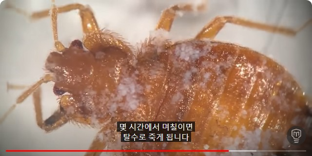 빈대 방역이 가능한 이유는 규소가 수분을 빨아들이기 때문입니다.