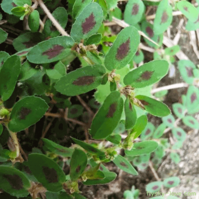 신비의 약초 비단풀