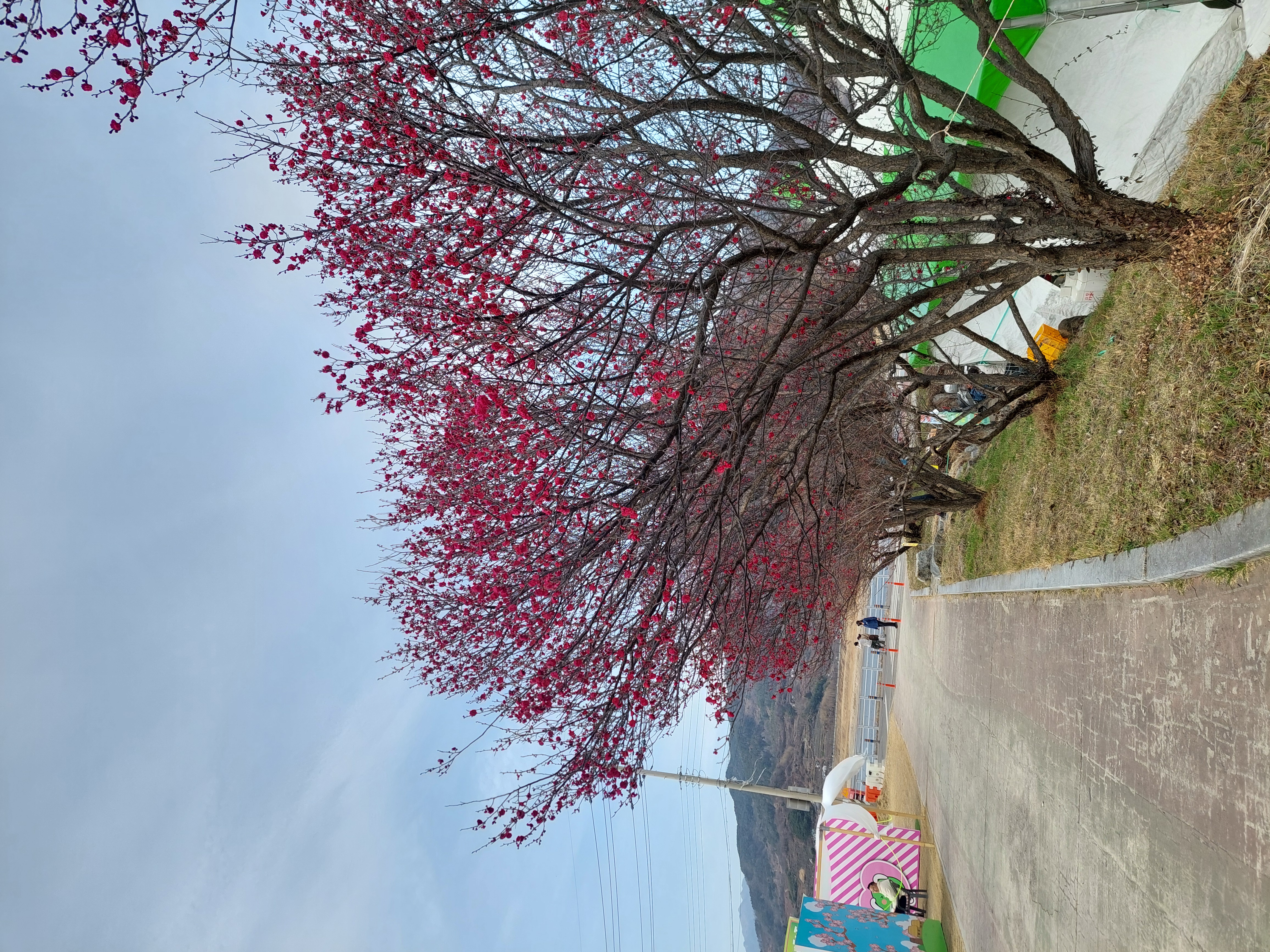 쫓비산