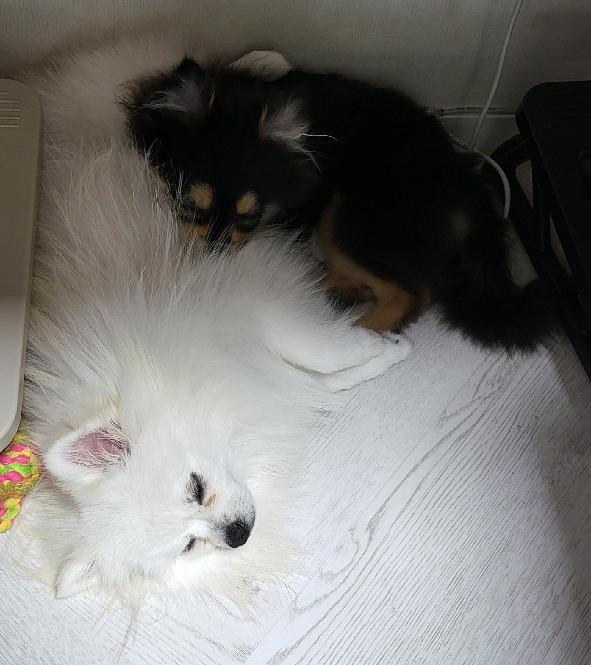 사이 좋게 같이 자는 하콩&amp;달콩