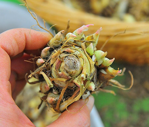 튜베로즈구근 키우기 심기 물주기 수확 방법 개화 시기 향기 투베로사 꽃말 총정리 1