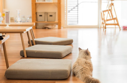 거실에 있는 고양이.