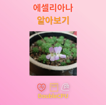 에셀리아나 꽃말 및 탐구