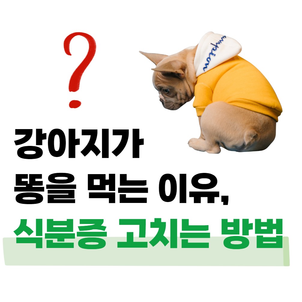 강아지가-자기-똥을-먹어요!이유와-해결방안
