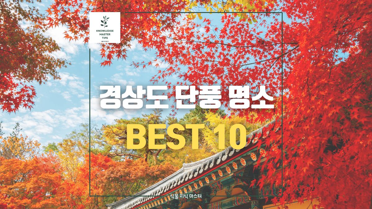 경상도 단풍 명소 BEST 10 총정리, 올해 경상도 단풍 시기는?