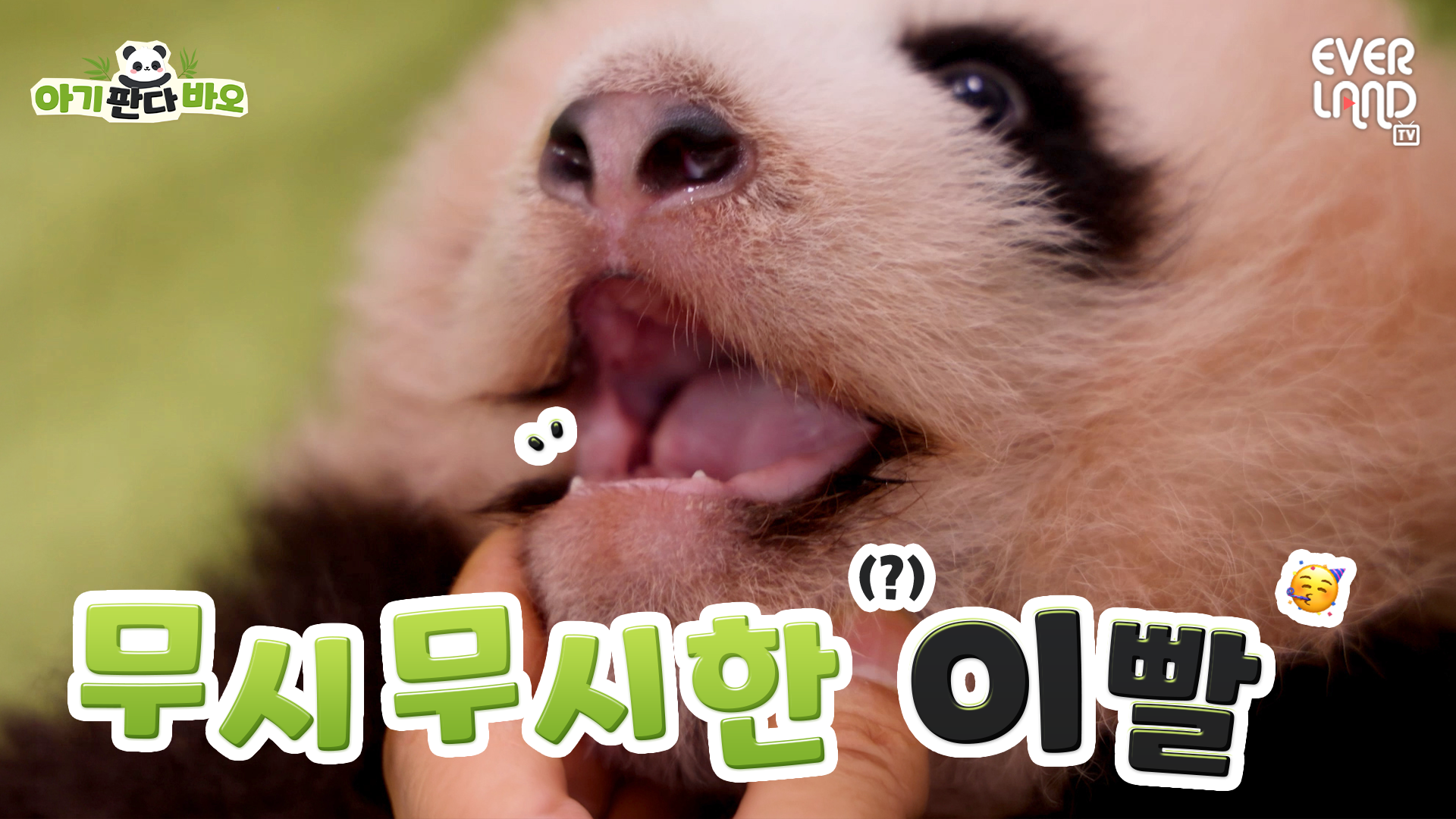 [아기판다바오] EP11. 아기 맹수 이빨 좀 바오!!!