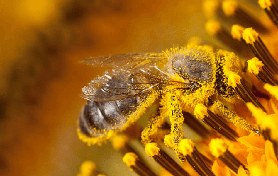 꽃가루 알레르기 치료법