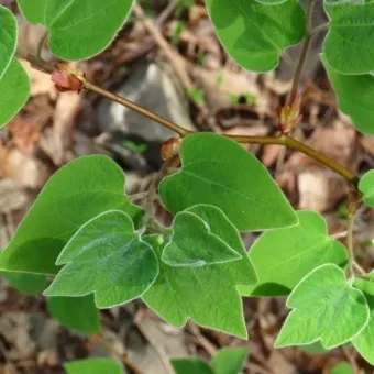 생강나무 꽃 개화시기 모양 특징_11