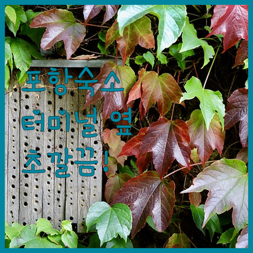 포항 터미널과 죽도시장 근처 깨끗한 ..