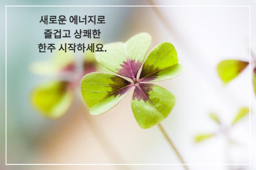네잎 클로버