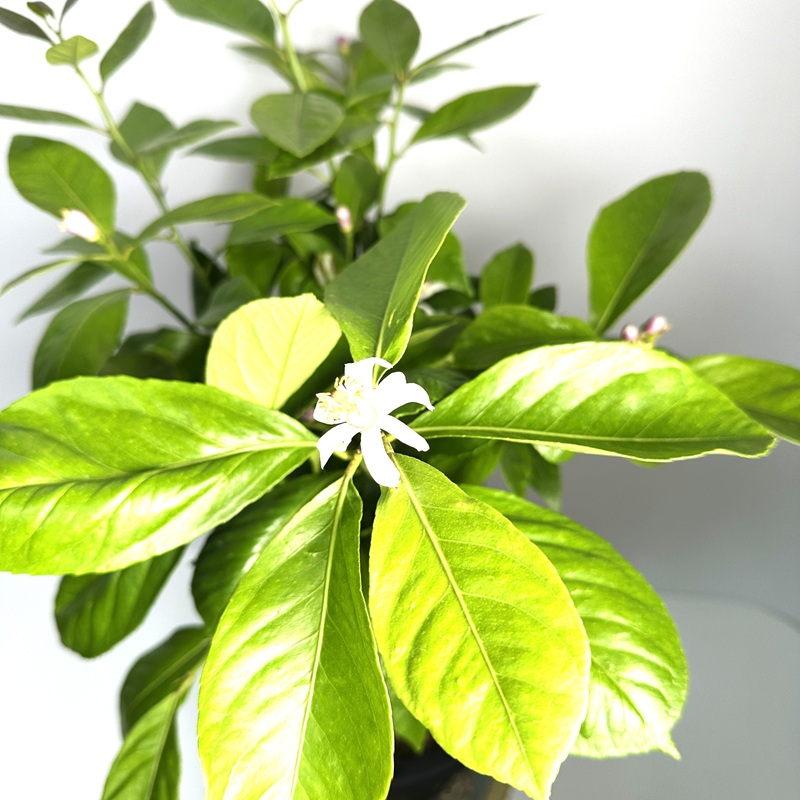 레몬나무 키우기 묘목 판매