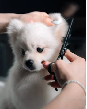 강아지 털관리 관련 사진