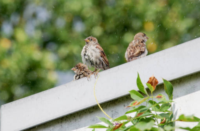 참새 무리의 꿈