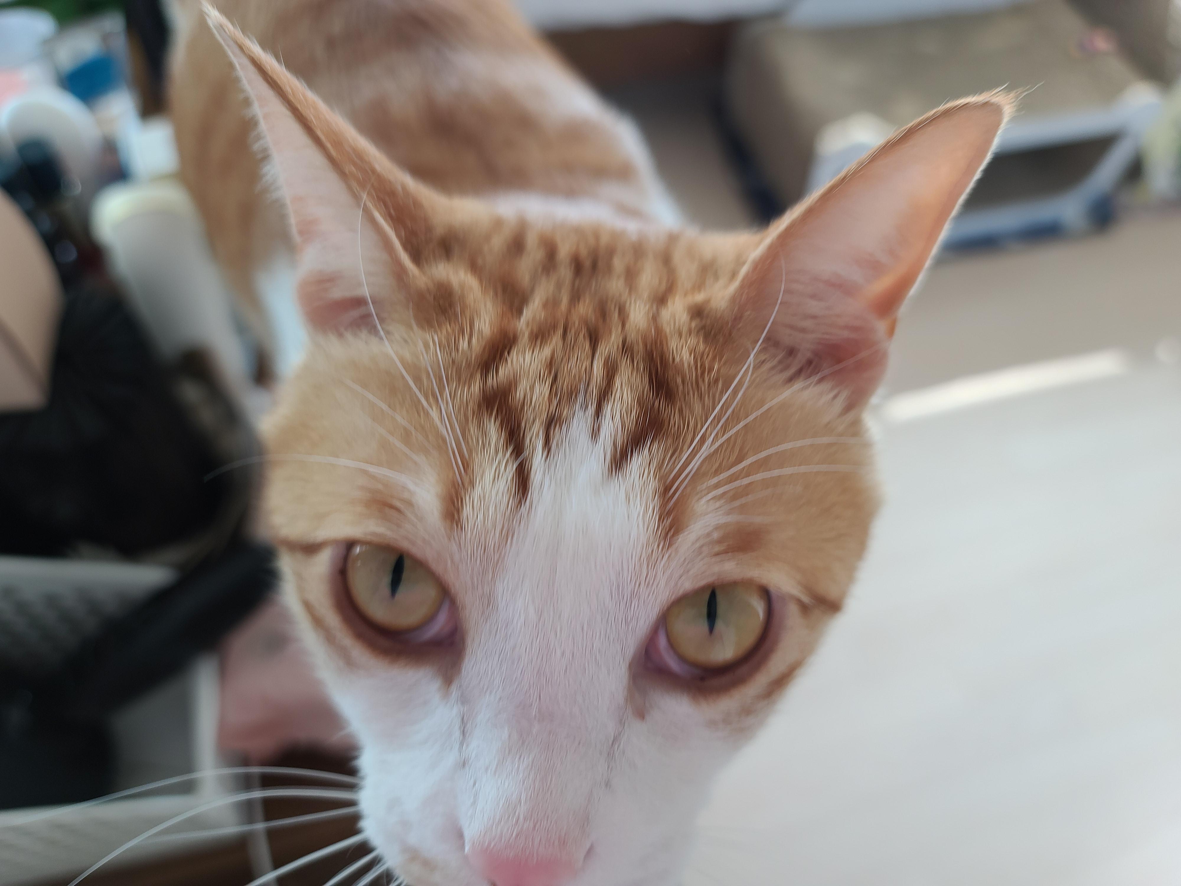 9냥이 집사의 눈뜨면 하는 일들.