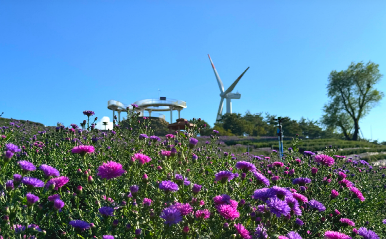 감악산 아스타국화 축제