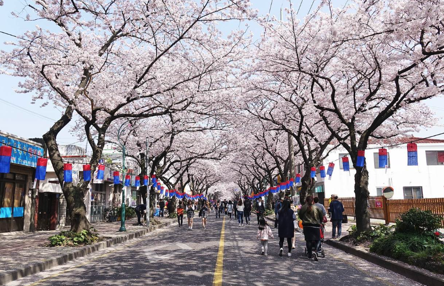 2025년 벚꽃 개화 시기&#44; 전국 벚꽃 명소 3분 정리
