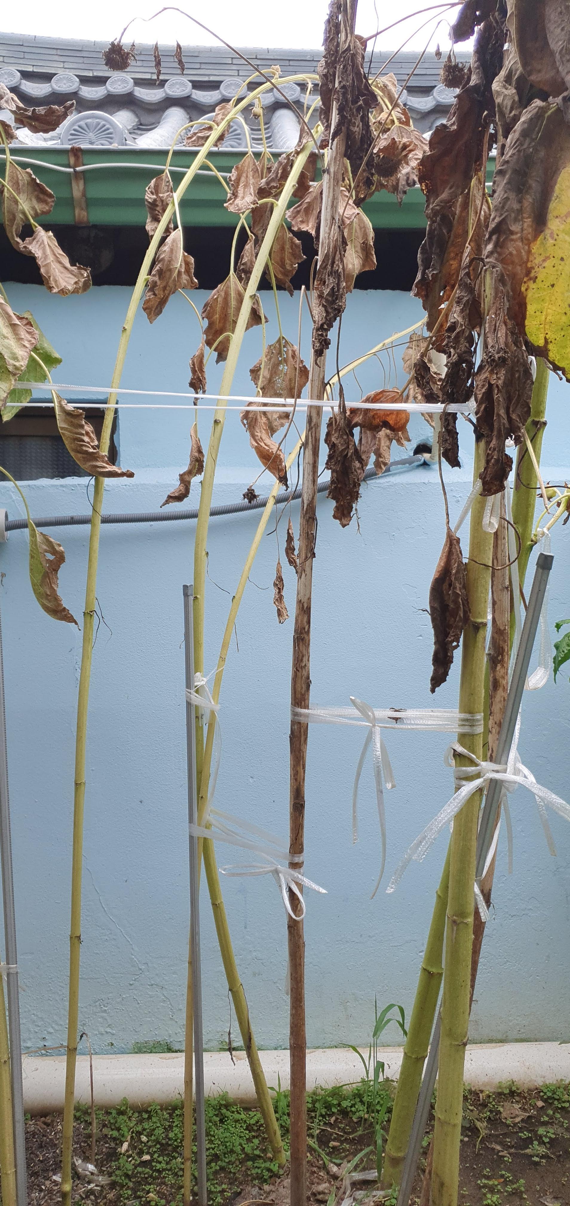 황금해바라기꽃그림