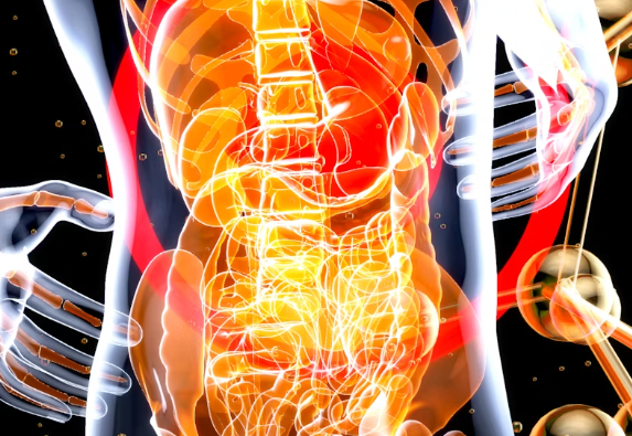 엉겅퀴 효능 : 간건강