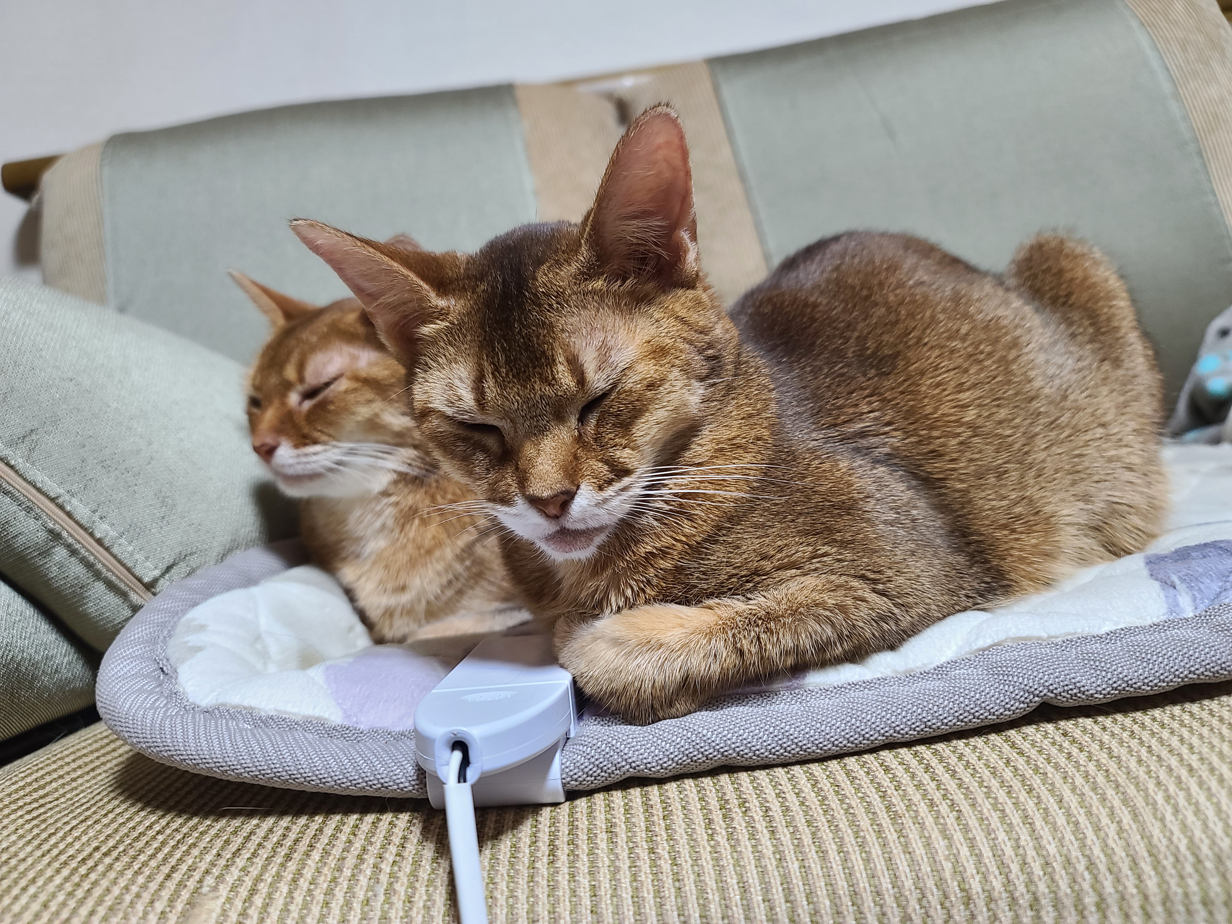 루나랑 루디는 지금 온몸으로 시위중...