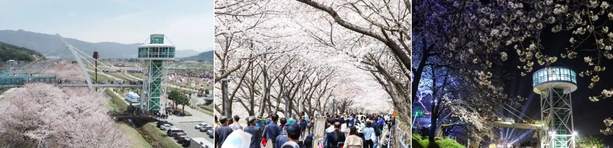 양산 황산공원 벚꽃 축제 사진