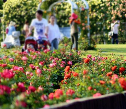 울산 장미축제 개화상황