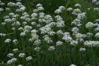 부추 효능과 영양성분&amp;#44; 부작용