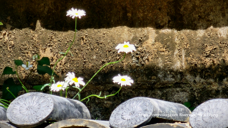 마가렛,마거리트 marguerite