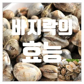 바지락 효능 보관방법 씻는법 해감시키는법_10