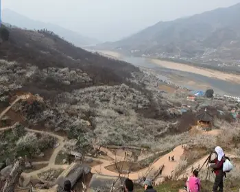 광양 매화축제_27