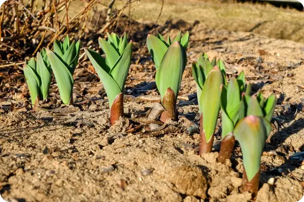 양파장아찌 담그는 법