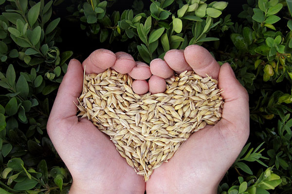 콜레스테롤 종류와 수치를 조절하는 자연요법. 통곡물사진