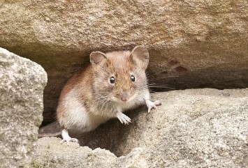 2026년 범띠 신년운세 무료 확인