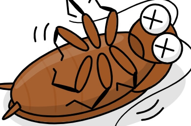 바퀴벌레 퇴치방법 총정리